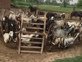 Fig: A flock goats in the study area of Jhang