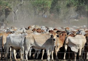 Rural commercial production system