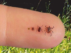 Ticks-(CC BY-ND 2.0).jpg