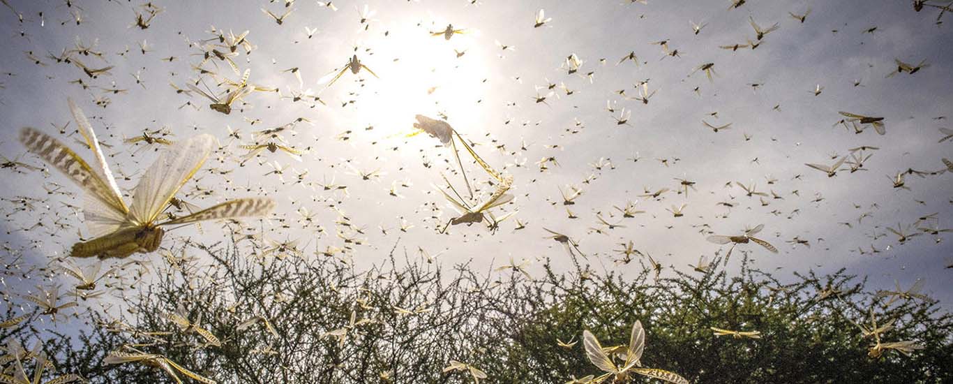  ‘Pakistan and India are working together in fight against locust menace’