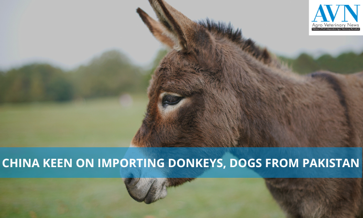 China keen on importing donkeys, dogs from Pakistan