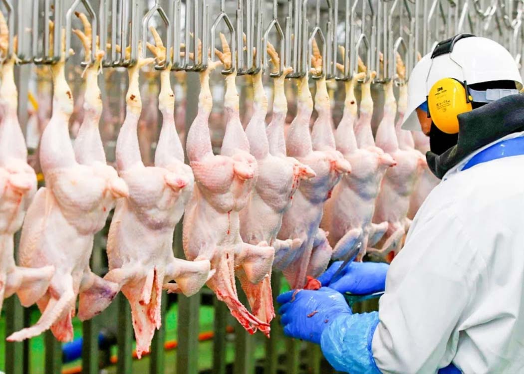 EU lifts ban on Brazilian chicken exports after bird flu concerns subside