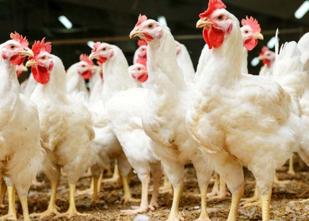 England introduces new bird flu housing measures to protect poultry and captive birds
