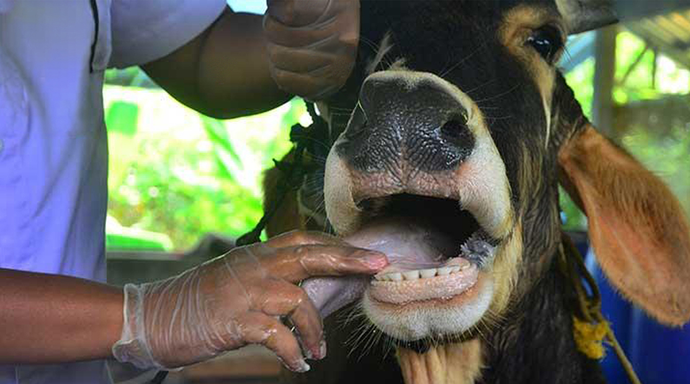 Multiple disease outbreaks hit livestock, threatening food security and economies