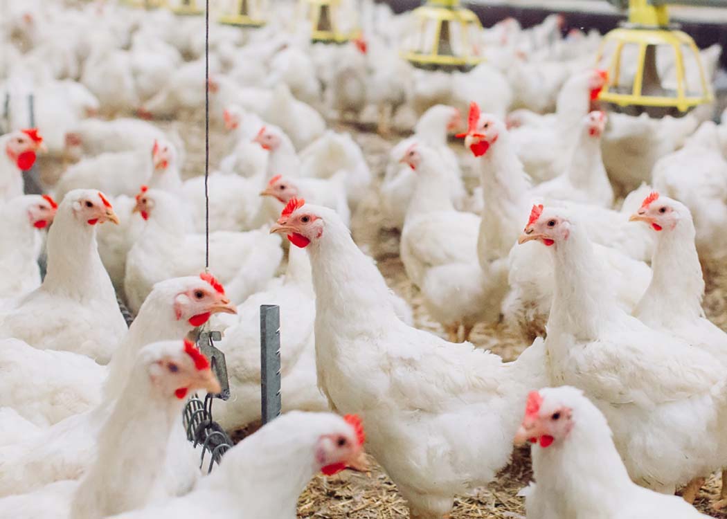 Global poultry production likely to grow 2.8% in 2025