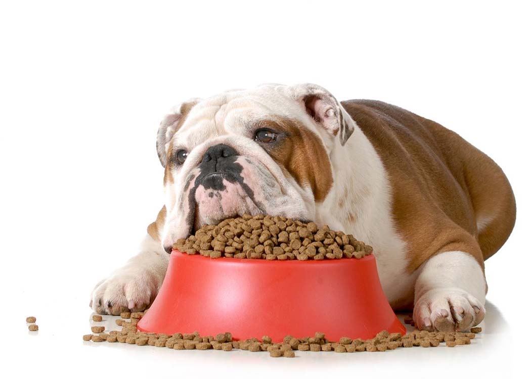 Image courtesy of forestcreekvet