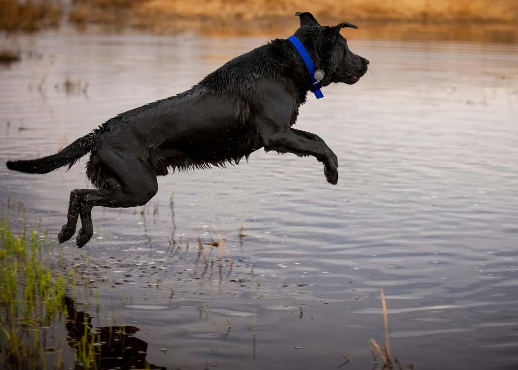 Veterinary groups urge alternatives to spot-on flea treatments for swimming pets