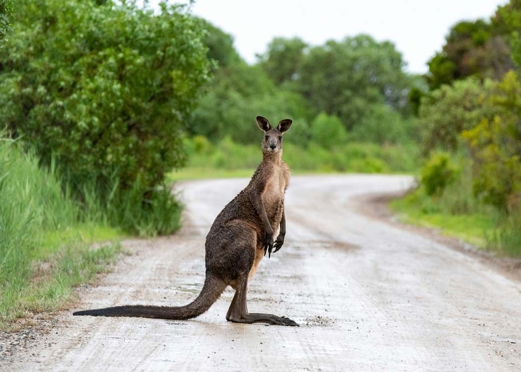 World Animal Protection launches “Protein Shift Standard” at COP30 to reroute billions from factory farming