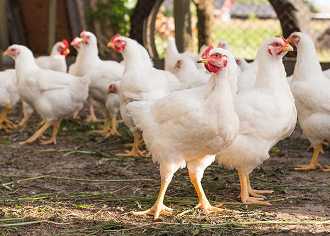 Competition Appellate Tribunal upholds fine on Poultry Association, reduces amount to Rs25 million