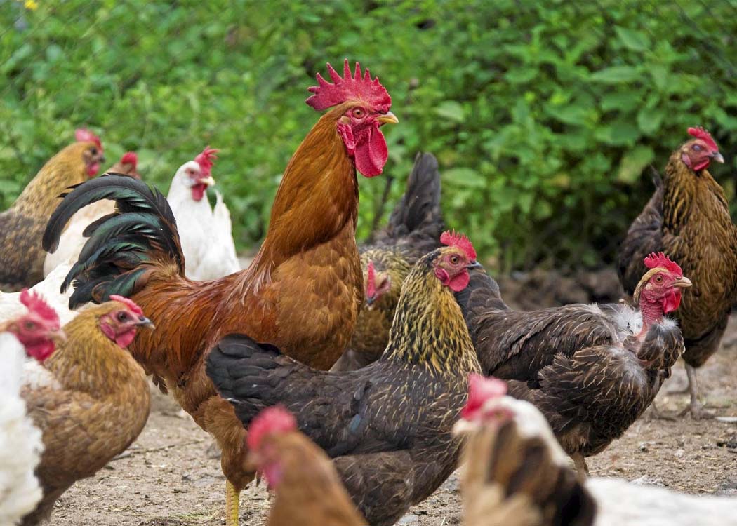 KP Livestock Department launches poultry project in merged districts to support poor families