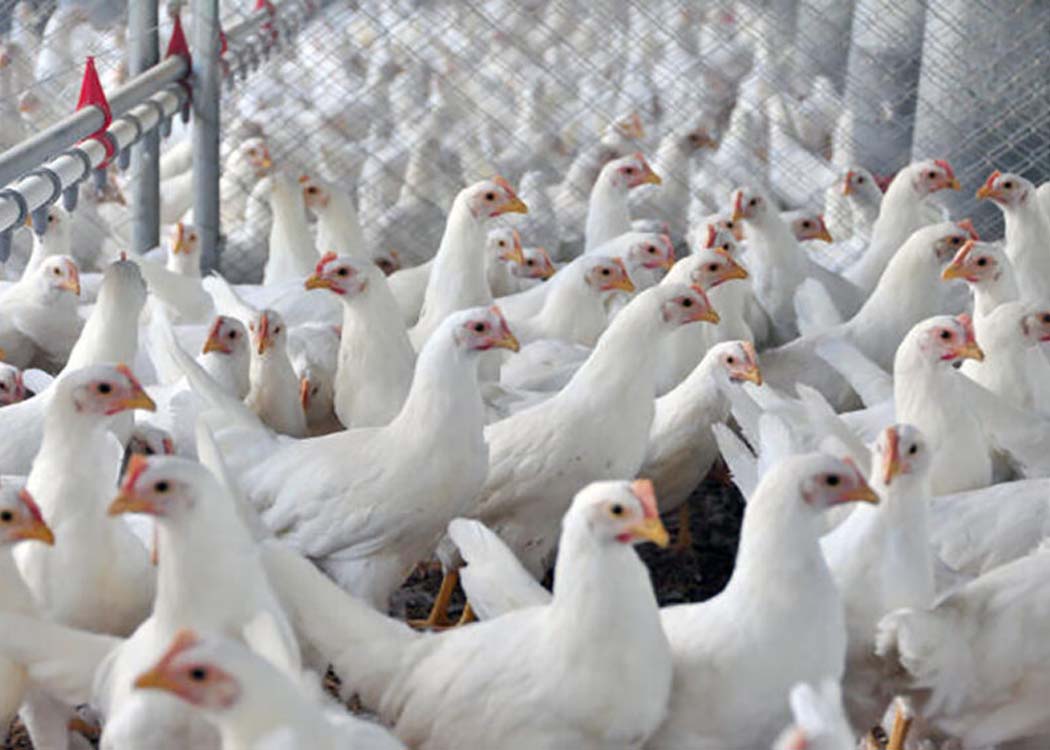 Brazil set for record chicken production in 2026 as output rebounds