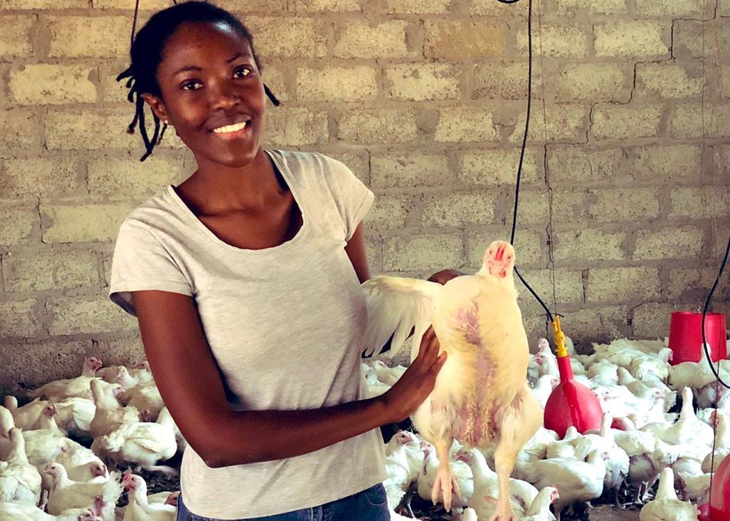 Genetic improvements in poultry strengthen food security in Kenya