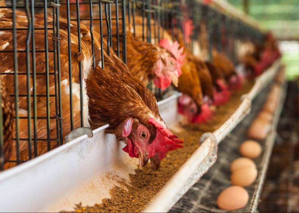 Global poultry in 2026: Supply rebalances as demand broadens across regions