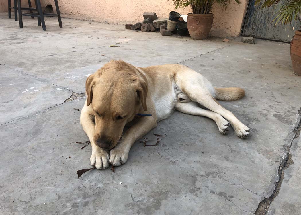 India develops oral rabies vaccine for stray dogs to combat rabies