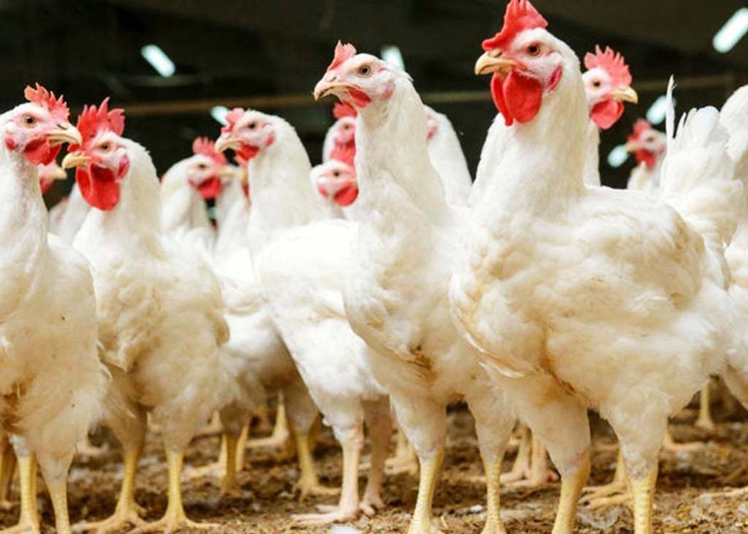 Poultry industry faces crisis: Chicken shortage looms amid rising taxes