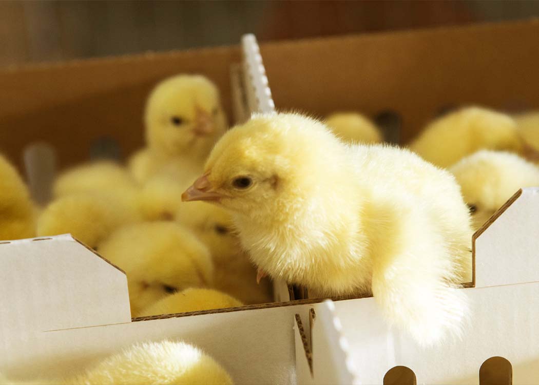 Image Creator: Simon Williams, Copyright: © Aviagen