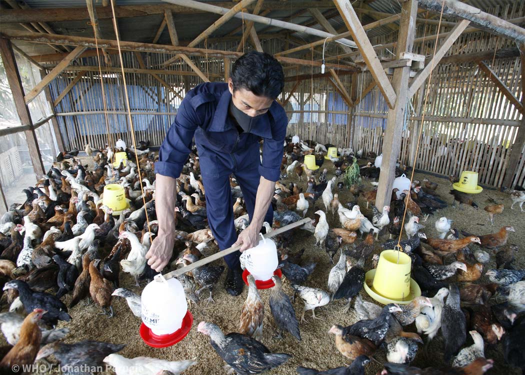 WHO continues to advise that properly cooked poultry products do not transmit avian influenza viruses and that public health efforts remain focused on reducing human exposures, enhancing laboratory and field detection, and maintaining robust influenza surveillance systems worldwide.