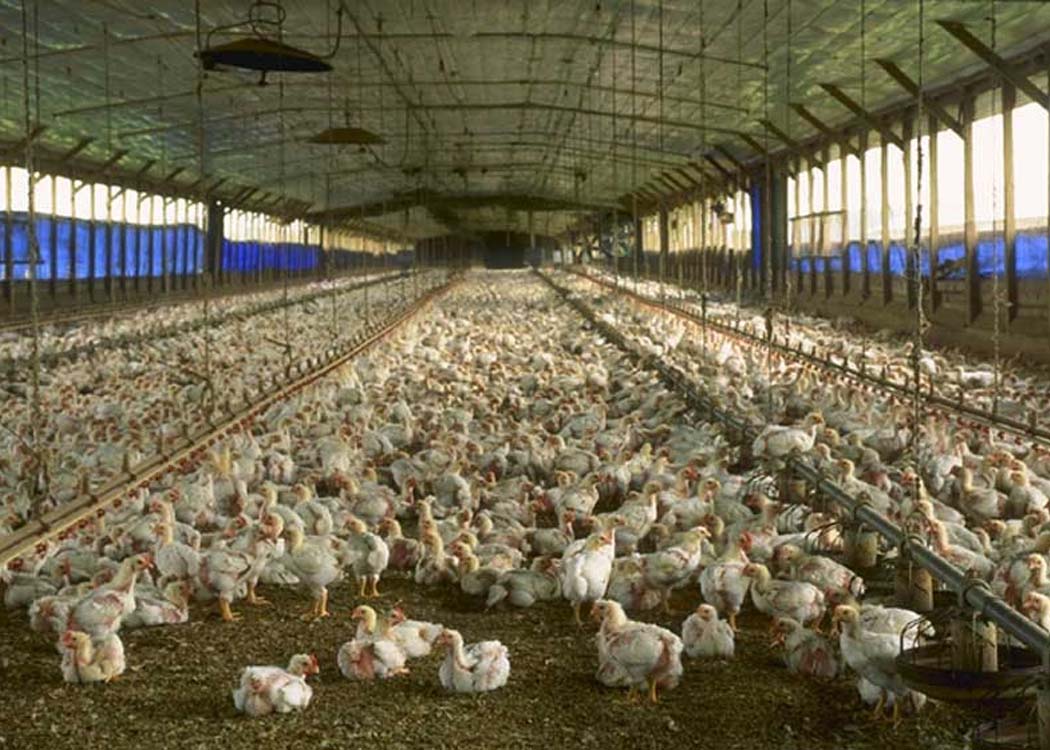 Image courtesy of Wikipedia