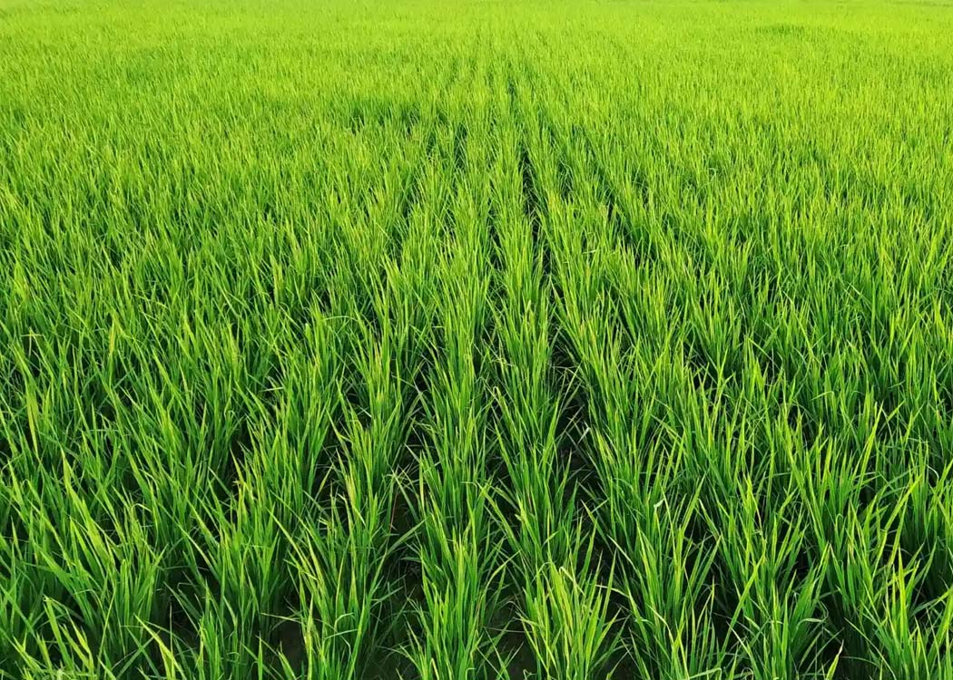 Image courtesy of Crop in