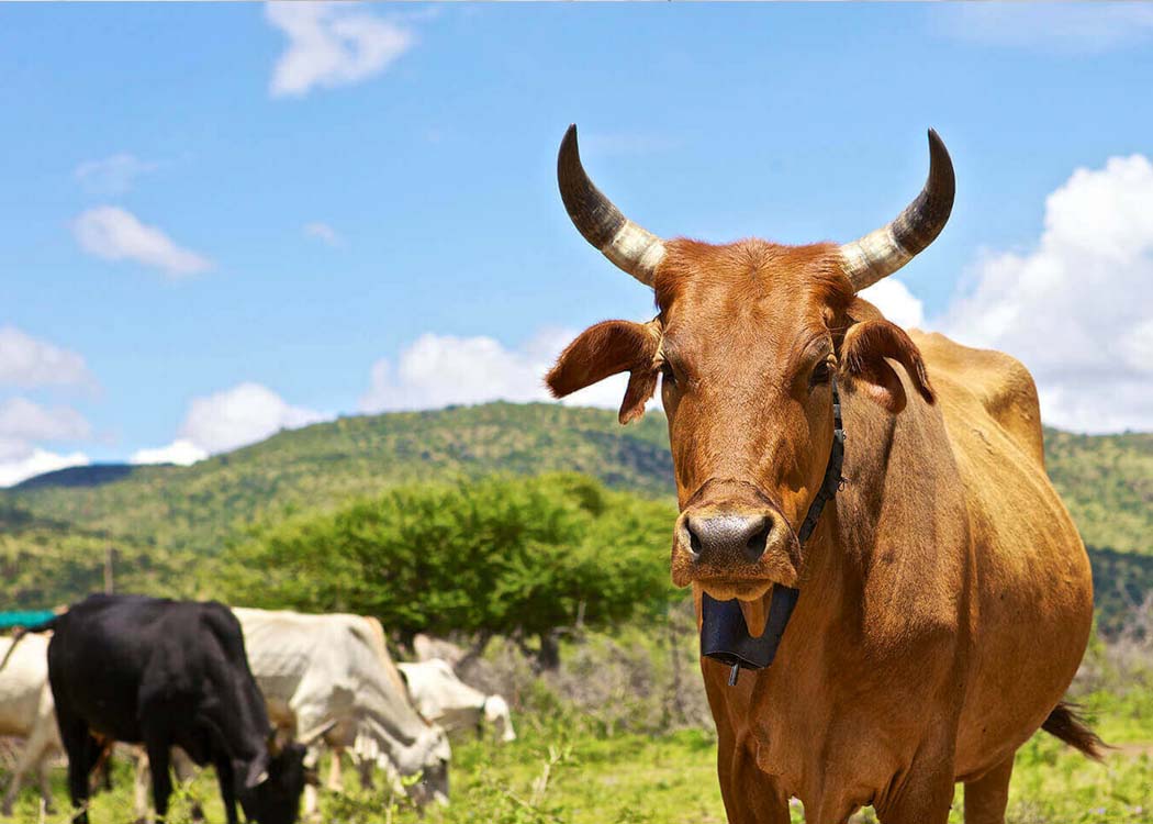 Image courtesy of Gatsby Africa