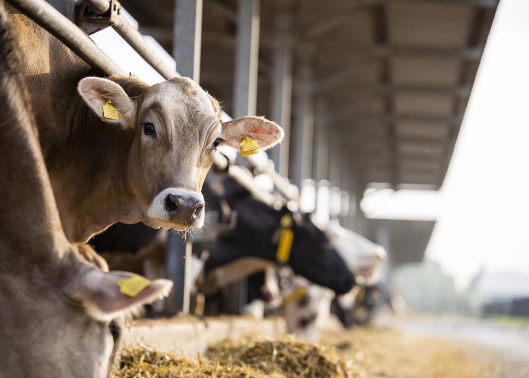 Punjab’s cattle waste could unlock millions in climate cash — a hidden economy emerges