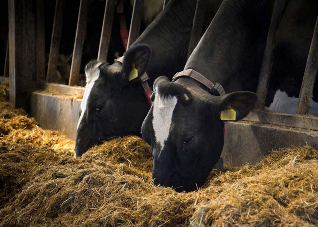 Image: Courtesy of Canva, via Daily Global