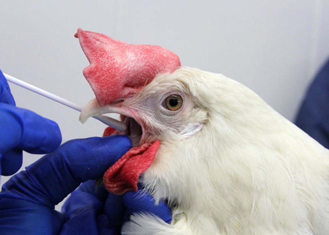 China bans Chile poultry imports after bird flu outbreak