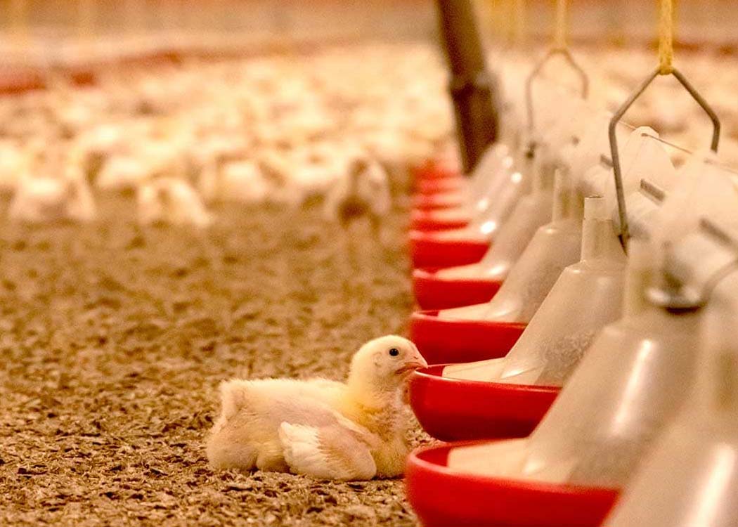 Extreme heat crisis puts agriculture, livestock, poultry and fisheries at global risk, UN warns