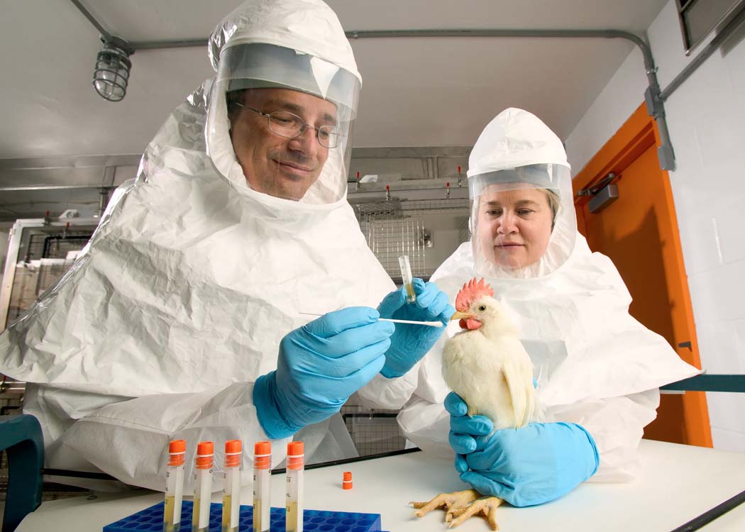 New influenza research focuses on animals, livestock and poultry