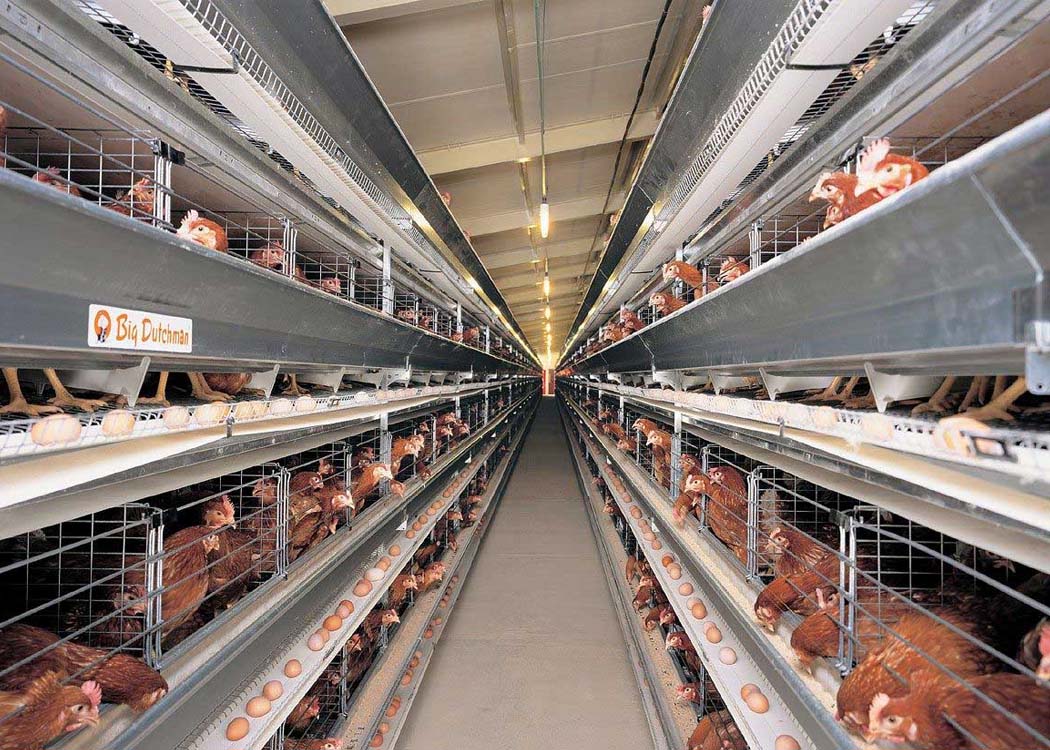 Global poultry boom set to redefine food economy in 2026