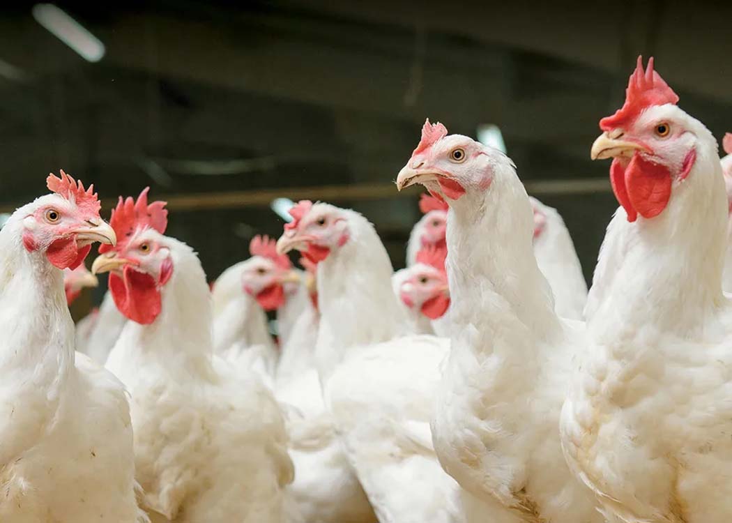 Poultry farm operations reflecting increased global broiler and egg production trends amid shifting export demand and pricing pressure in international markets.