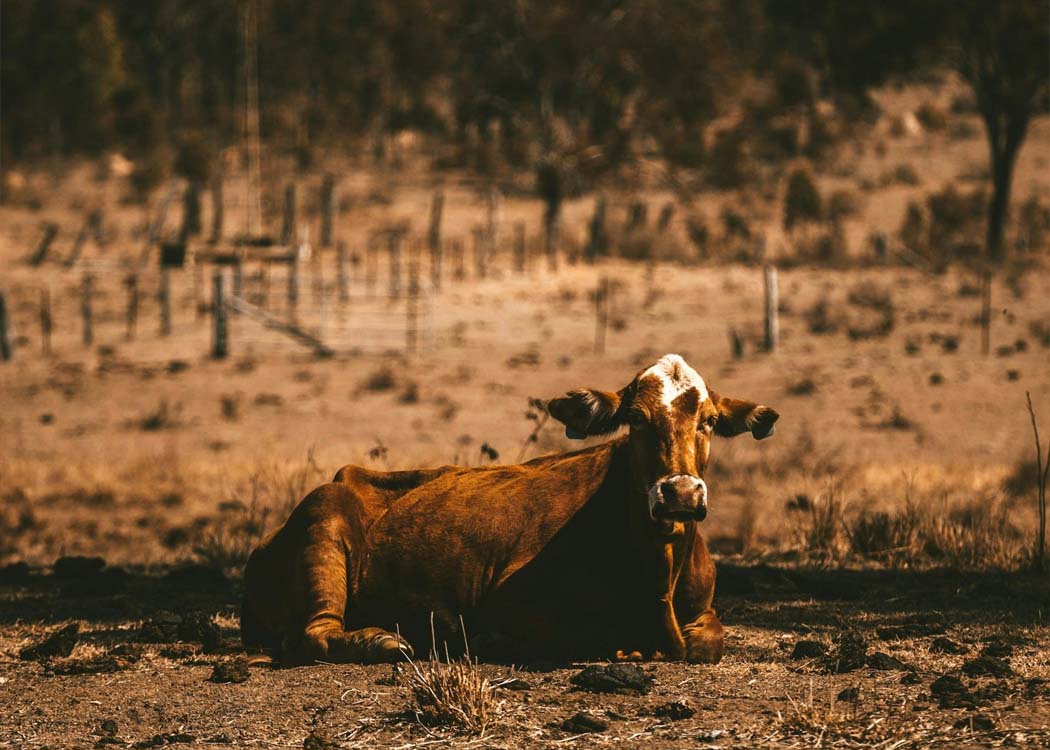 Livestock such as dairy cattle, beef herds, and poultry are experiencing heat stress due to rising global temperatures, leading to reduced productivity and higher disease risks in modern farming systems.