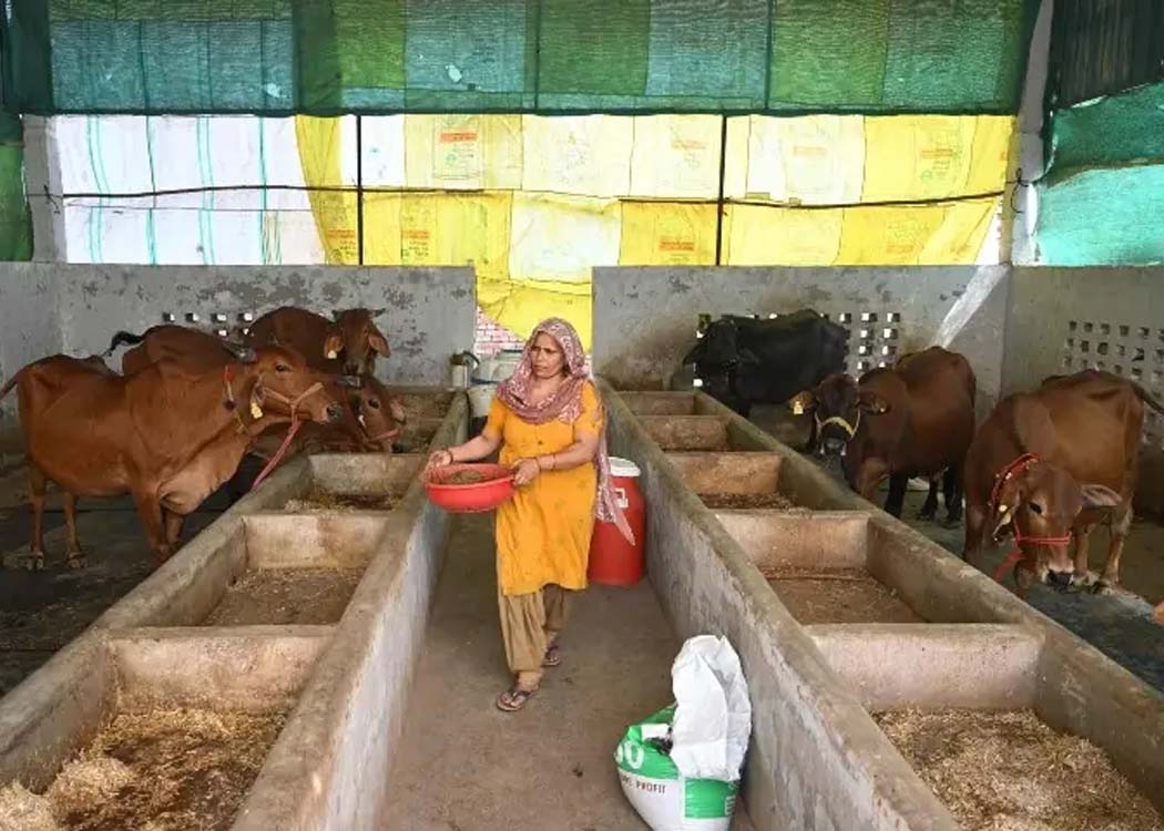 India turns cow dung into power as energy crisis fuels biogas shift