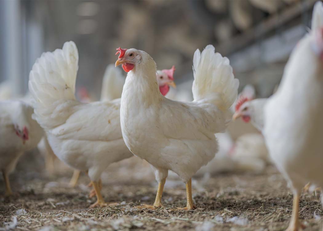 Punjab Food Authority teams conduct inspections during a major food safety crackdown targeting unsafe poultry and contaminated food products in Lahore.