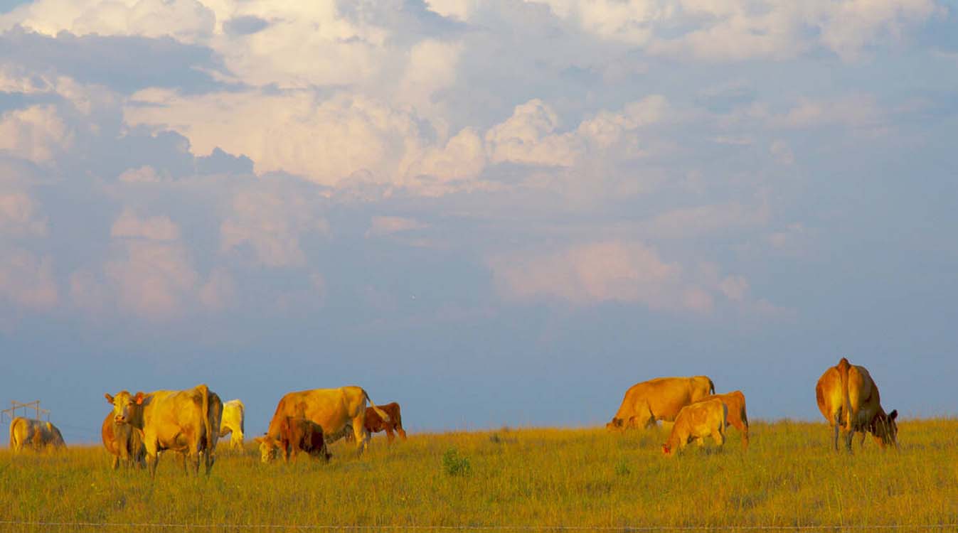 Cattle standing on a ranch in Mexico amid ongoing livestock trade disruptions linked to the screwworm outbreak.