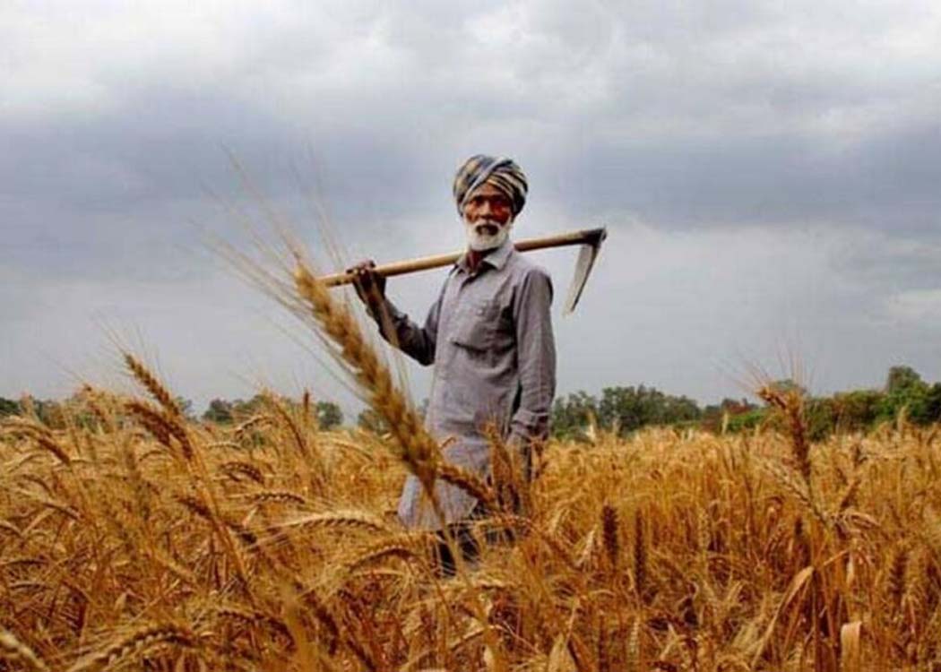 A Pakistani farmer standing in a wheat field examining his crop during the harvesting season amid discussions on Pakistan’s agricultural production outlook for 2026.