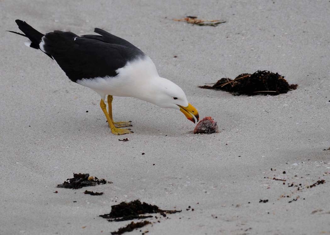 Australia increases H5N1 bird flu surveillance after detections in migratory seabirds in Western Australia and South Australia.