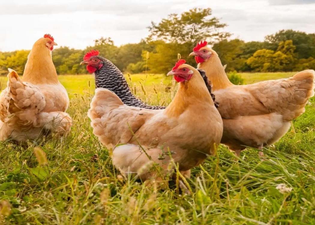 Extreme heat in France kills hundreds of thousands of poultry as farmers struggle with heat stress and carcass disposal.