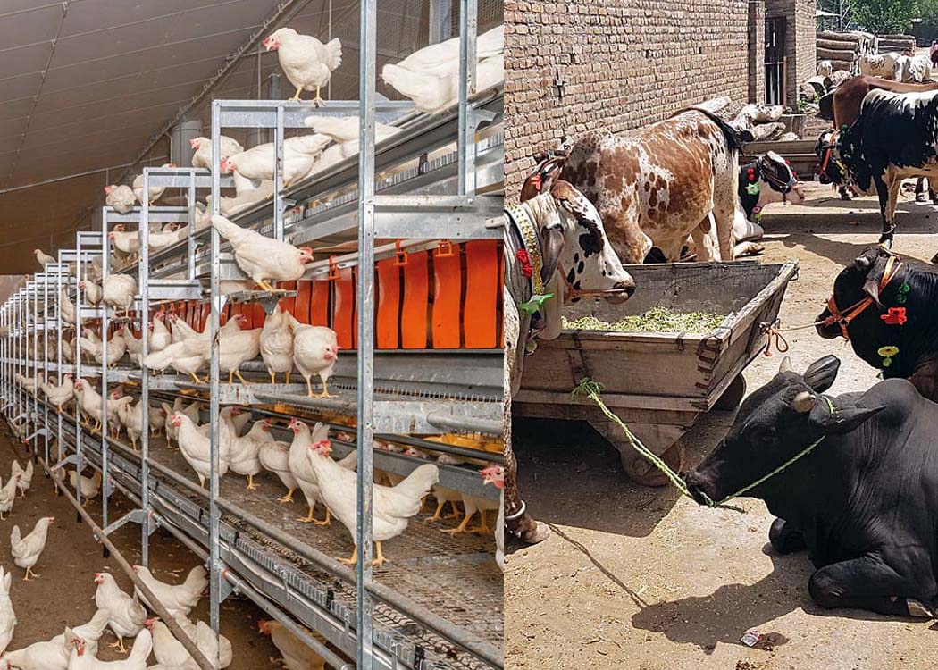 A representation of Pakistan’s poultry farms and livestock cattle systems highlighting growth in meat, milk, and egg production under the Economic Survey 2025–26 framework.
