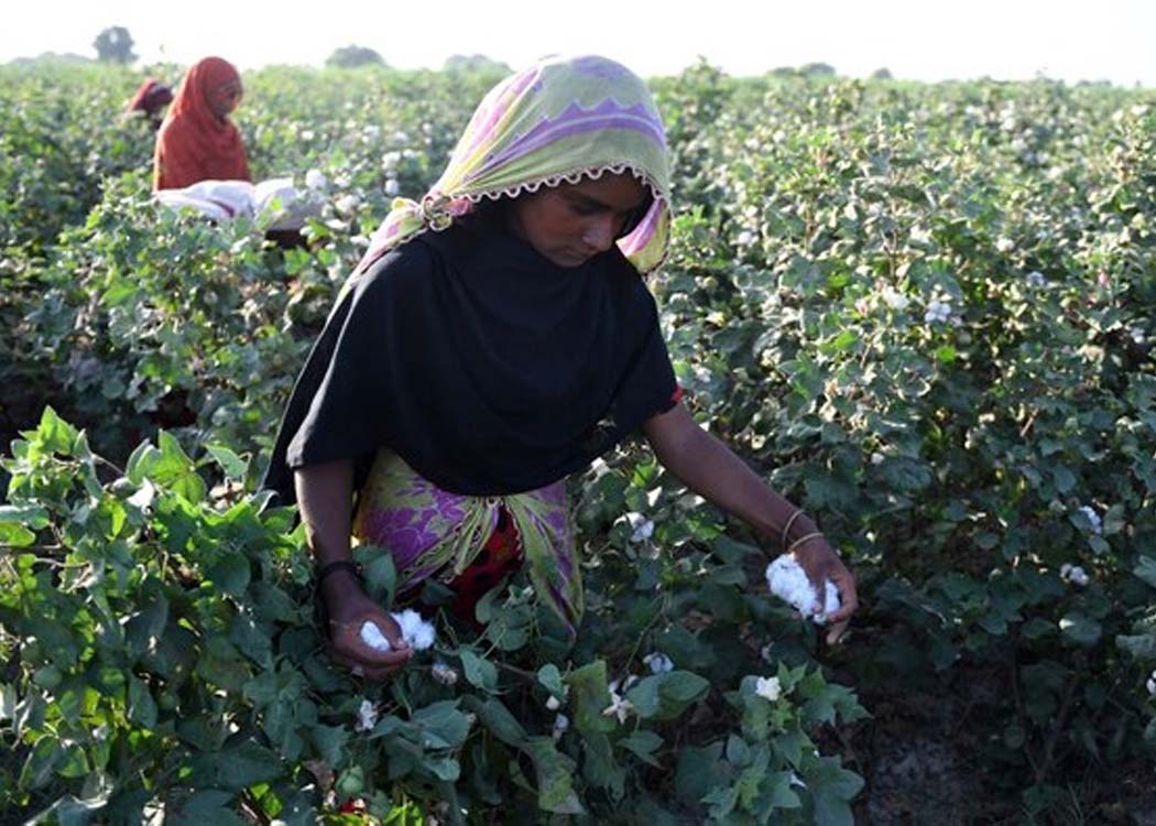 Punjab cotton fields showing reduced cultivation area, reflecting declining cotton acreage in Pakistan as sugarcane replaces traditional cotton zones and import dependency rises.