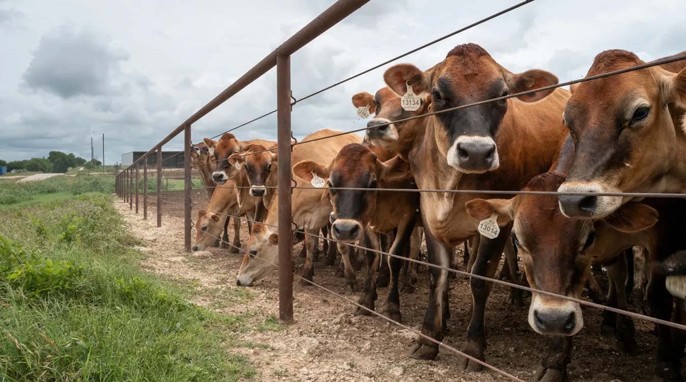Cattle grazing in a Texas ranch area under surveillance as US authorities respond to screwworm parasite outbreak affecting livestock health and biosecurity.