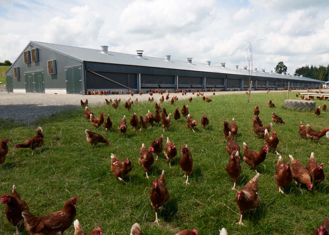 Commercial laying hens in a poultry house following updated UK guidance allowing in-lay Salmonella vaccination.