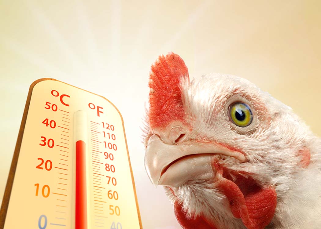 Poultry farmer monitoring chickens in a poultry shed during extreme heat conditions and implementing cooling measures to prevent heat stress.