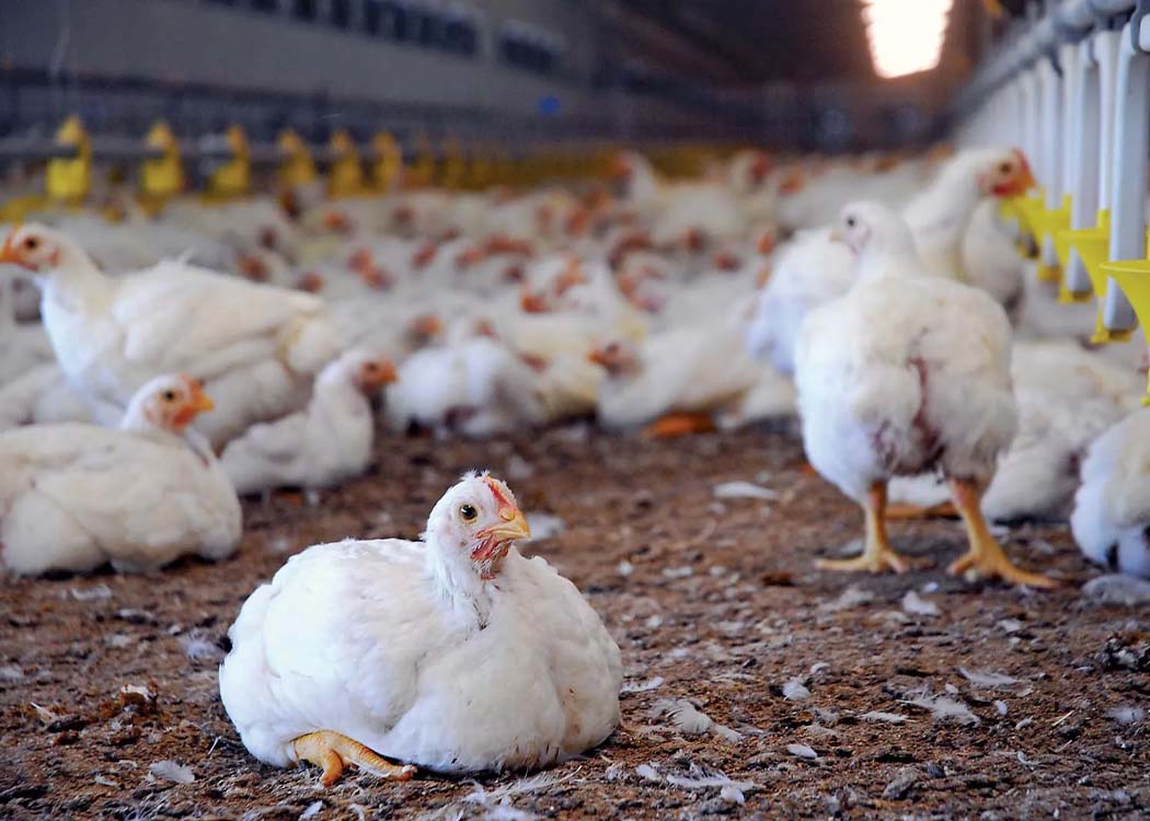 Poultry farmers and industry representatives raise concerns over budget taxes that may increase chicken and egg production costs in Pakistan.