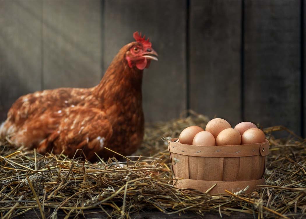 Properly cooked chicken and eggs remain safe for consumption despite the detection of H5N1 bird flu on mainland Australia, according to health experts.