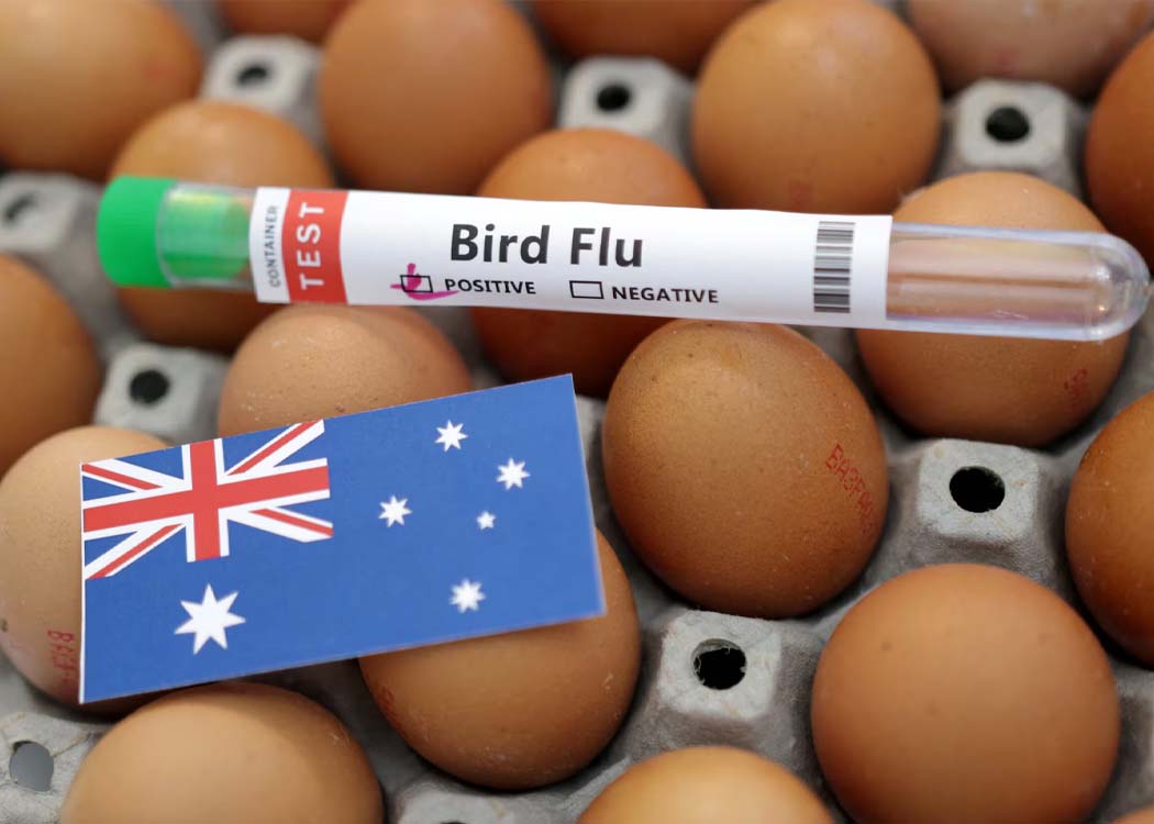 Commercial poultry farm in Australia amid heightened bird flu surveillance and biosecurity measures.