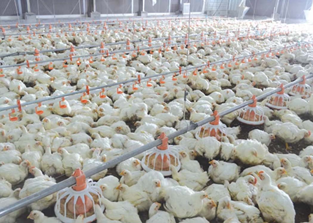 Broiler chickens inside a commercial poultry farm in China as the country's chicken meat production increases in 2026.