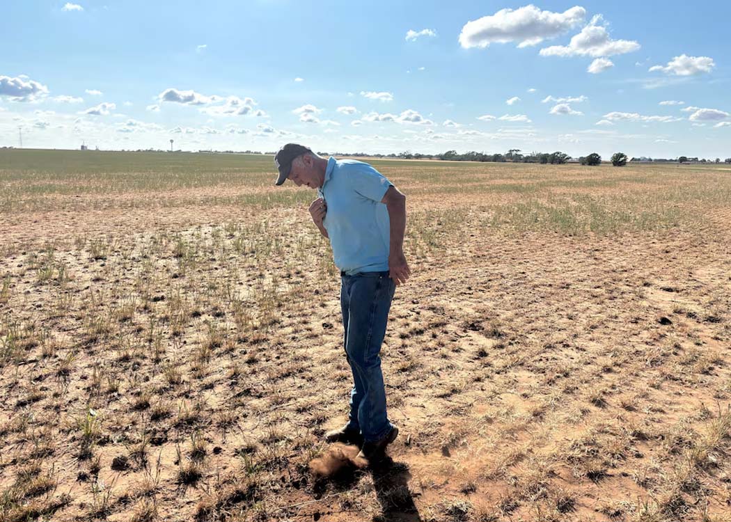 Agricultural crops growing in a field as experts warn that El Niño, climate change and global conflicts could increase food prices and threaten food security.
