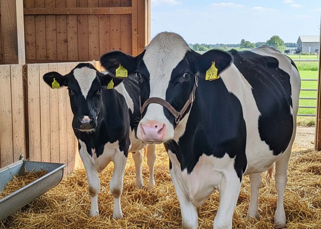 Policy paper warns that unrestricted live animal exports could weaken Pakistan's meat processing industry and livestock economy.