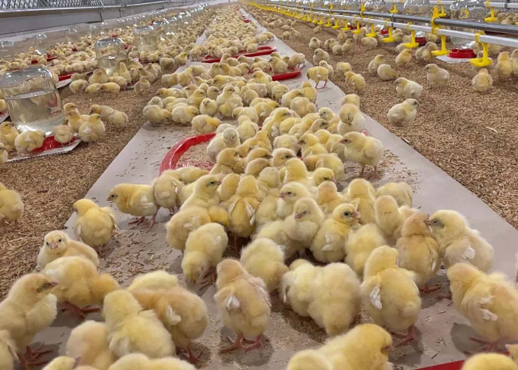 Cobb funds eight 2026 research projects focused on poultry genetics, bird health, welfare, efficiency and product quality
